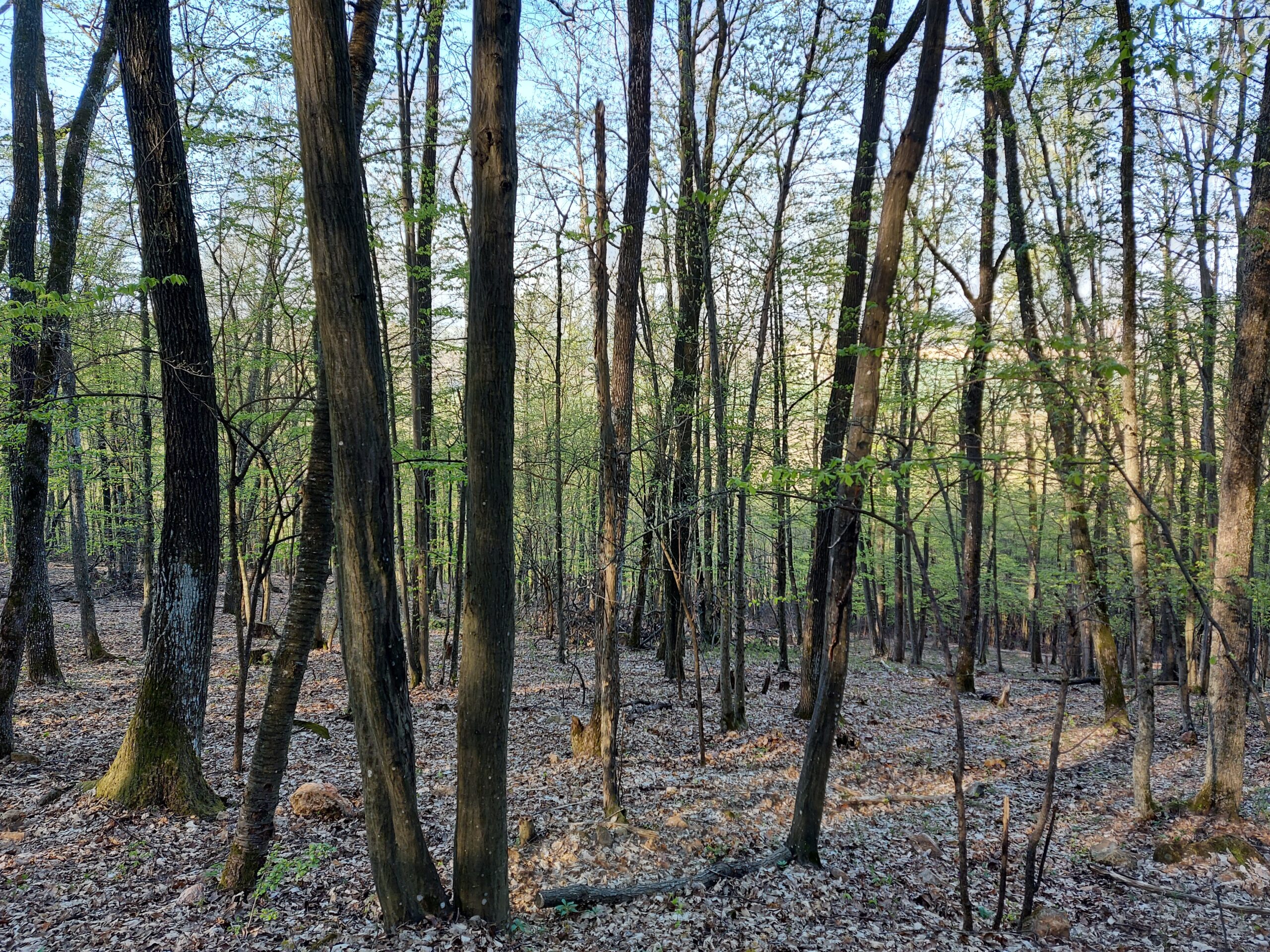OZ Koňart Plešivec